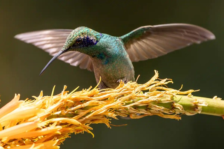 Guillemots nesting on a rocky cliff face in the Scottish Highlands. Highland birding.