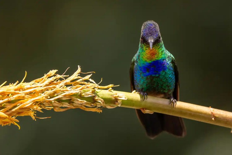 Guillemots nesting on a rocky cliff face in the Scottish Highlands. Highland birding.