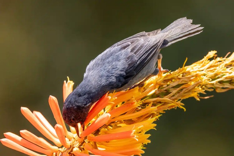 Guillemots nesting on a rocky cliff face in the Scottish Highlands. Highland birding.