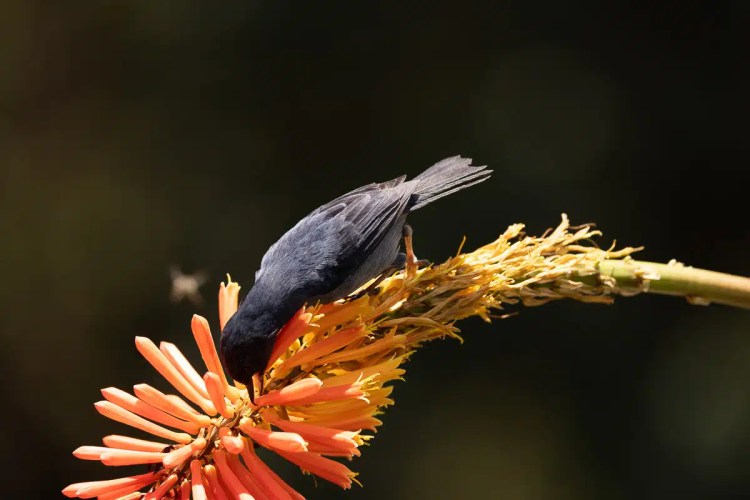 Gannet colony nesting on a cliffside, part of Highland birding in May.
