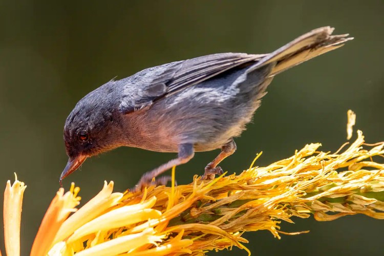 Gannet colony nesting on a cliffside, part of Highland birding in May.