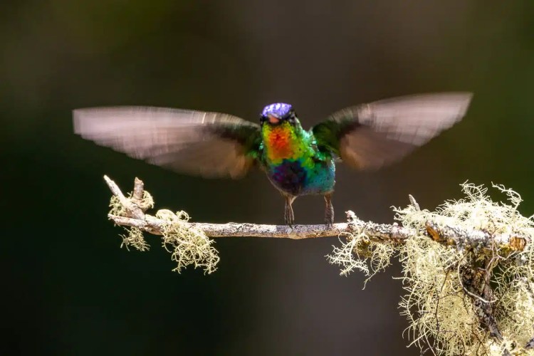 Gannet colony nesting on a cliffside, part of Highland birding in May.