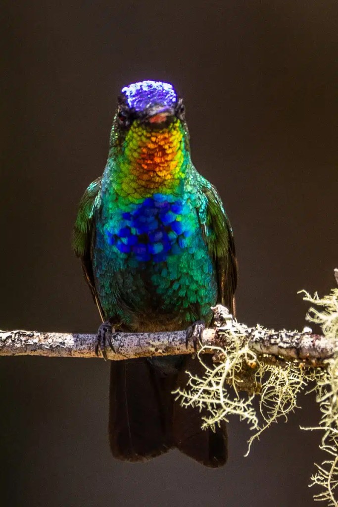 Gannet colony nesting on a cliffside, part of Highland birding in May.