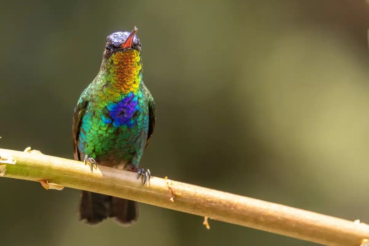Gannet colony nesting on a cliffside, part of Highland birding in May.