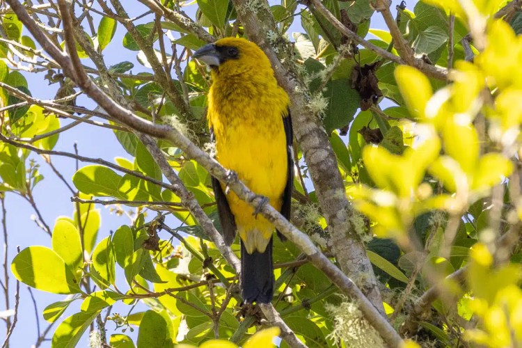 Gannet colony nesting on a cliffside, part of Highland birding in May.