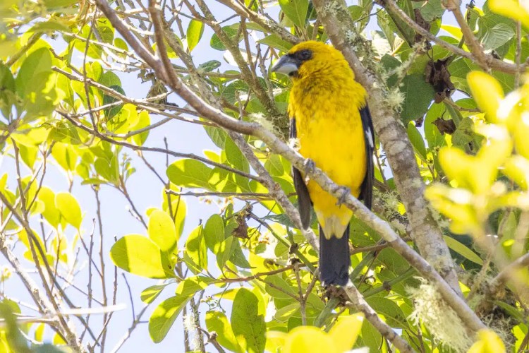 Gannet colony nesting on a cliffside, part of Highland birding in May.
