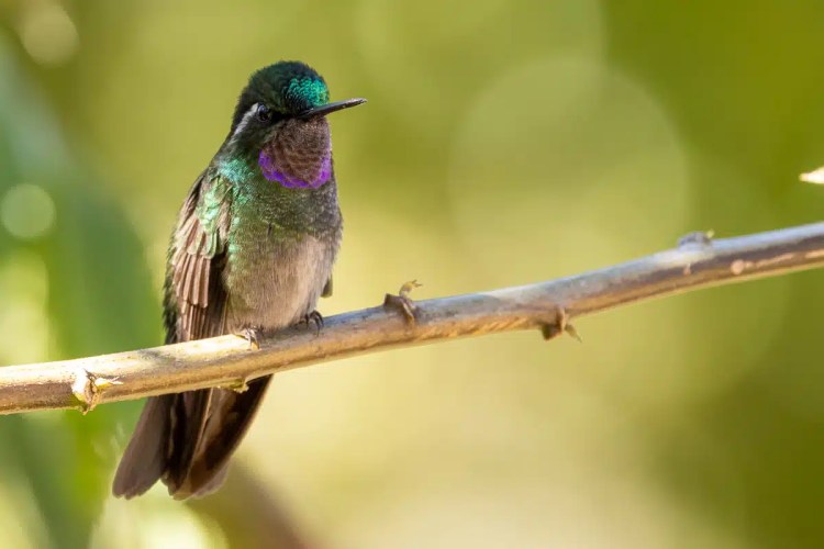 Two brown hares in a grassy field, one looking directly at the camera.