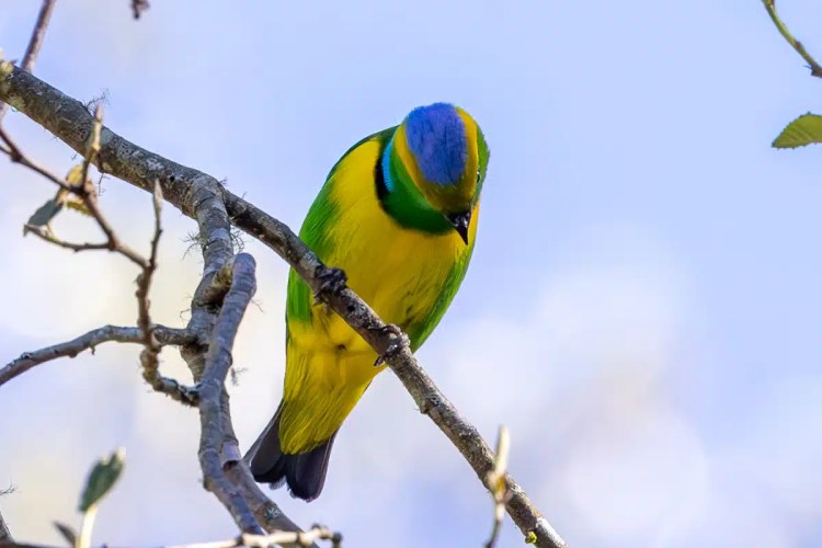 Two brown hares in a grassy field, one looking directly at the camera.