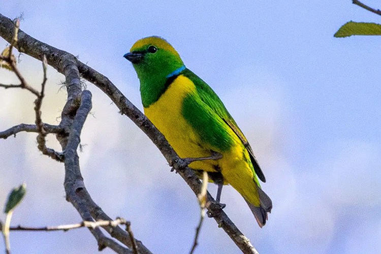 Two brown hares in a grassy field, one looking directly at the camera.