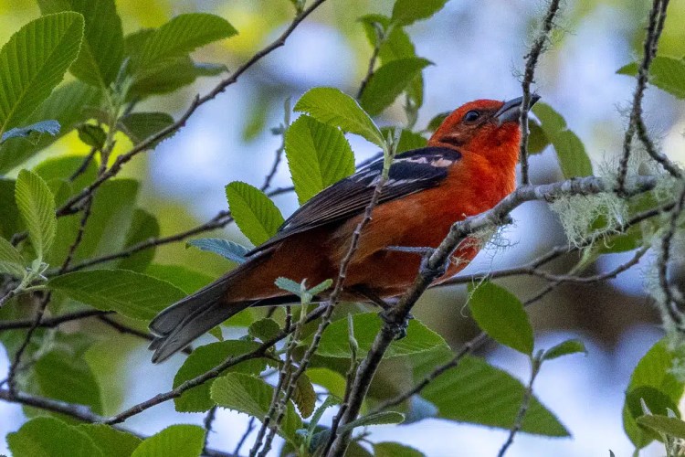 Two brown hares in a grassy field, one looking directly at the camera.