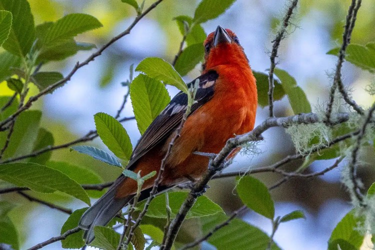 Two brown hares in a grassy field, one looking directly at the camera.