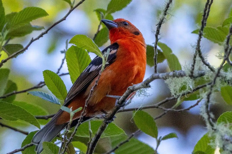 Two brown hares in a grassy field, one looking directly at the camera.