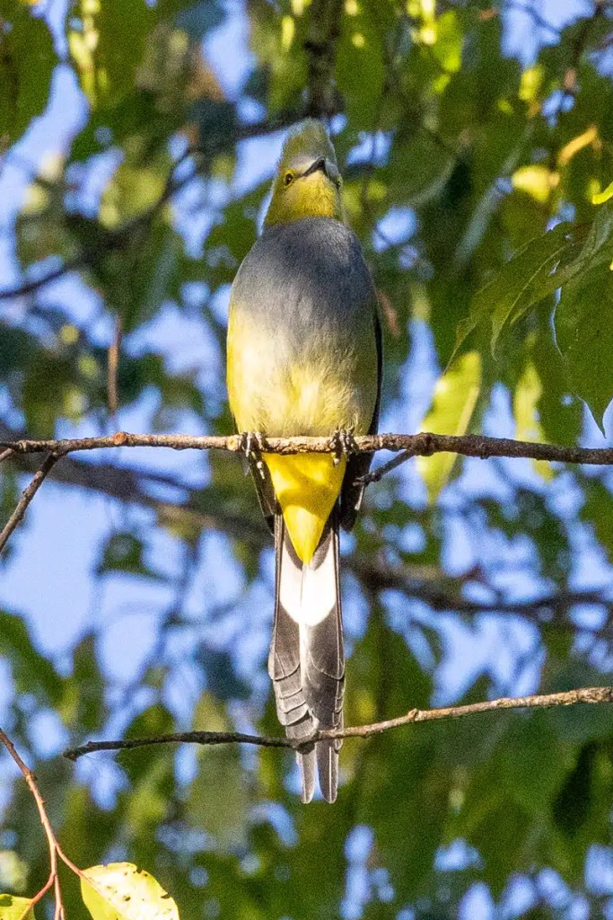 Osprey perched on a large stick nest in a tree, suitable for Highland birding.