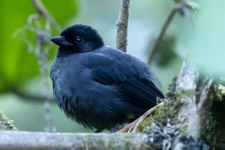 Osprey perched on a large stick nest in a tree, suitable for Highland birding.