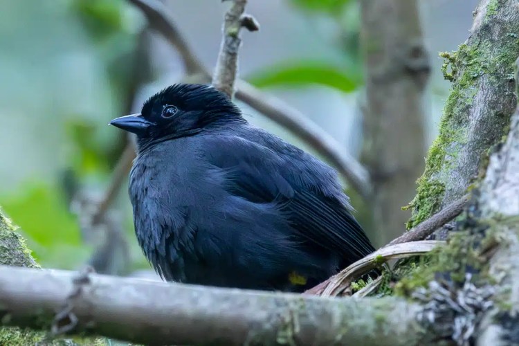 Osprey perched on a large stick nest in a tree, suitable for Highland birding.