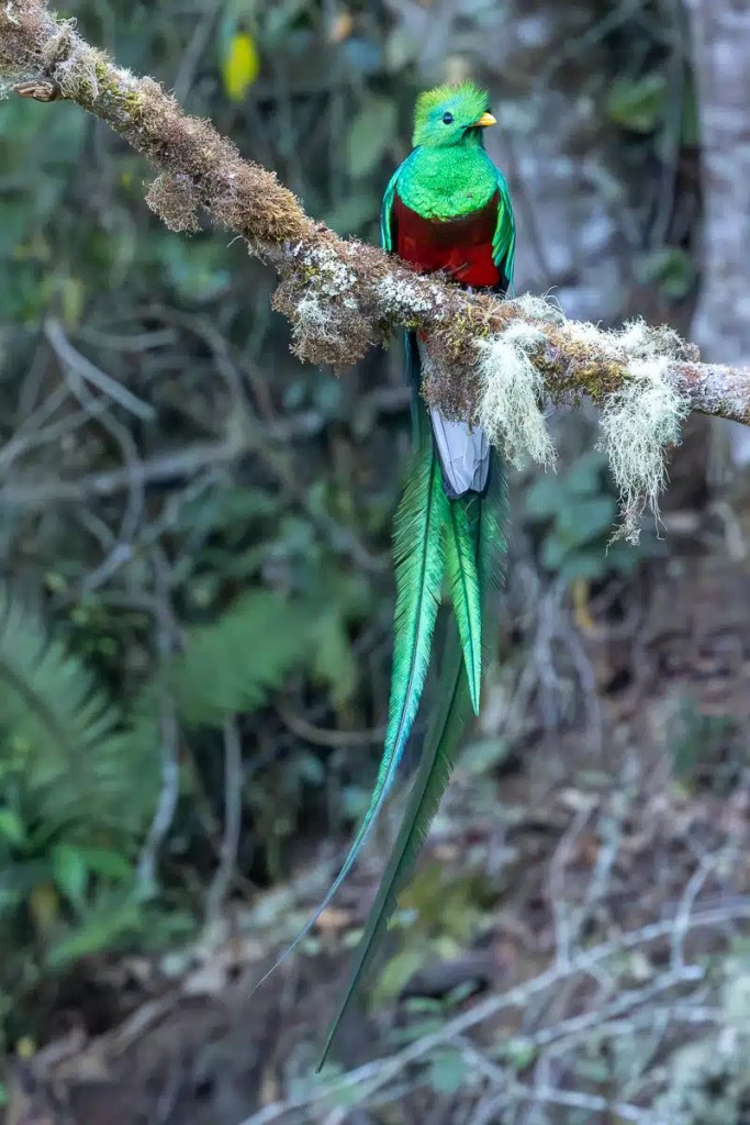 Osprey perched on a large stick nest in a tree, suitable for Highland birding.