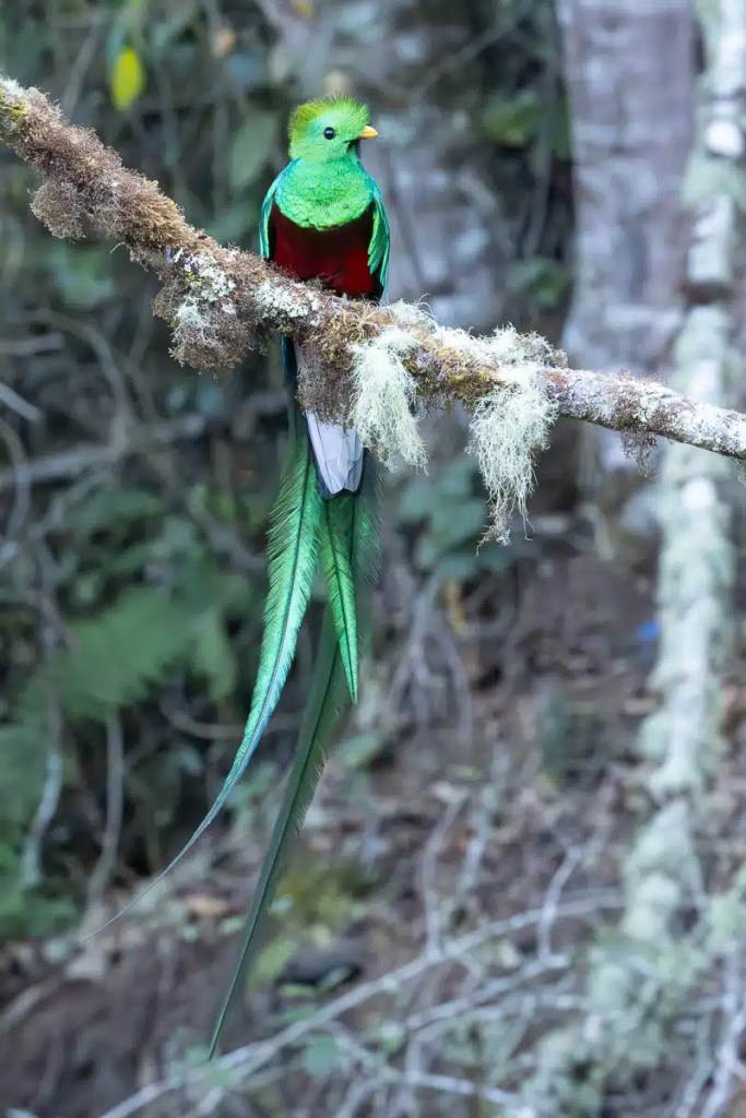 Osprey perched on a large stick nest in a tree, suitable for Highland birding.