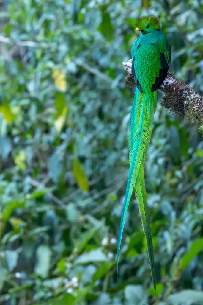 Osprey perched on a large stick nest in a tree, suitable for Highland birding.
