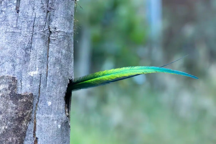 Osprey perched on a large stick nest in a tree, suitable for Highland birding.