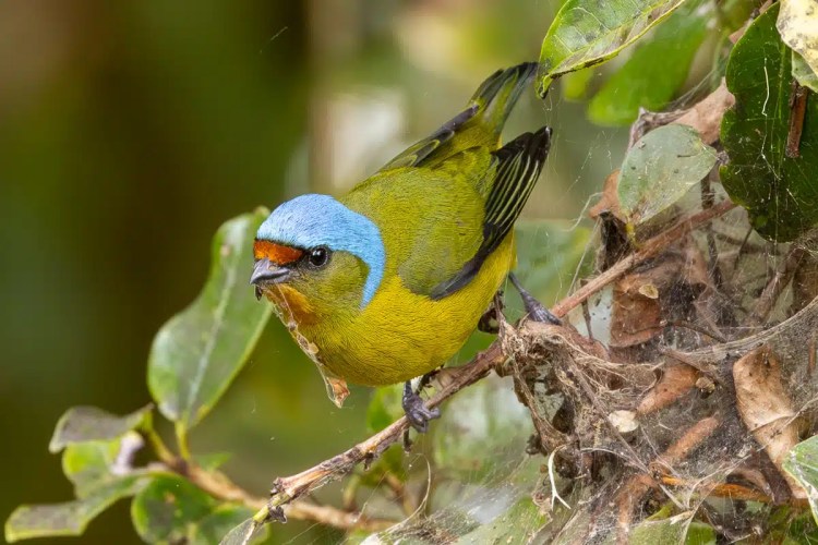Snow bunting bird foraging for food in the snow. Black and white plumage visible.