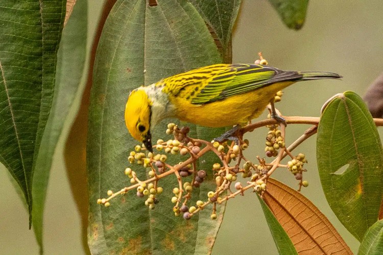 Snow bunting bird foraging for food in the snow. Black and white plumage visible.