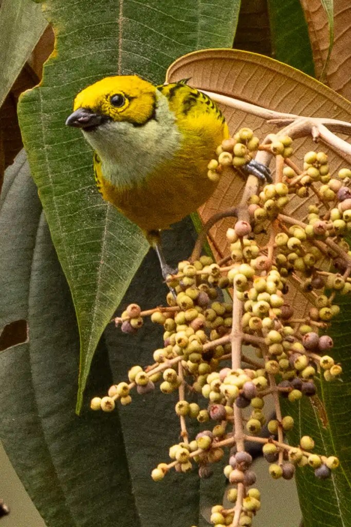 Snow bunting bird foraging for food in the snow. Black and white plumage visible.