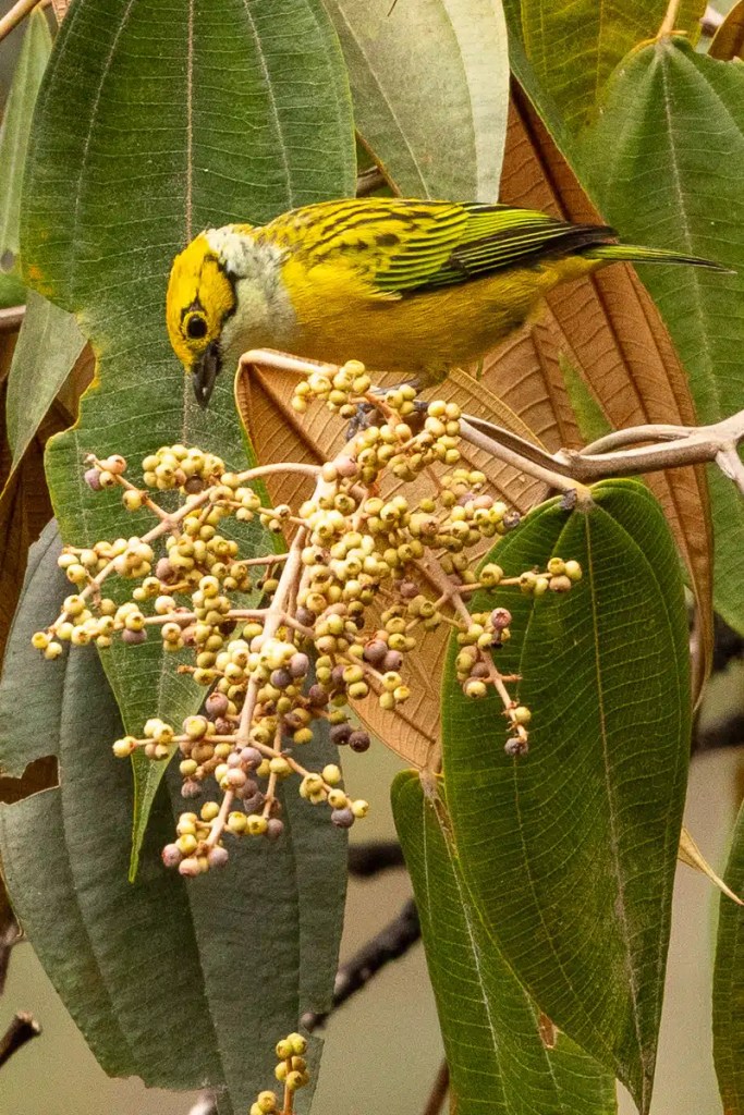 Snow bunting bird foraging for food in the snow. Black and white plumage visible.