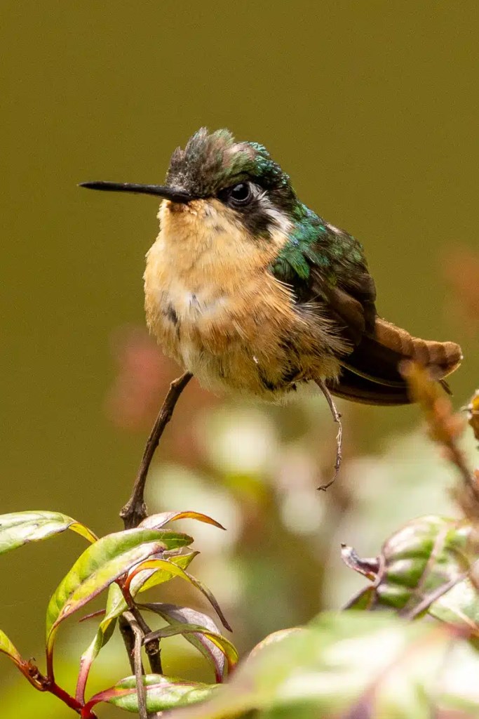 Snow bunting bird foraging for food in the snow. Black and white plumage visible.