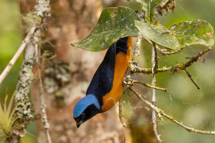 Snow bunting bird foraging for food in the snow. Black and white plumage visible.
