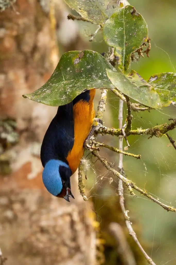 Small, round warbler with yellow and white plumage perched on a mossy branch.