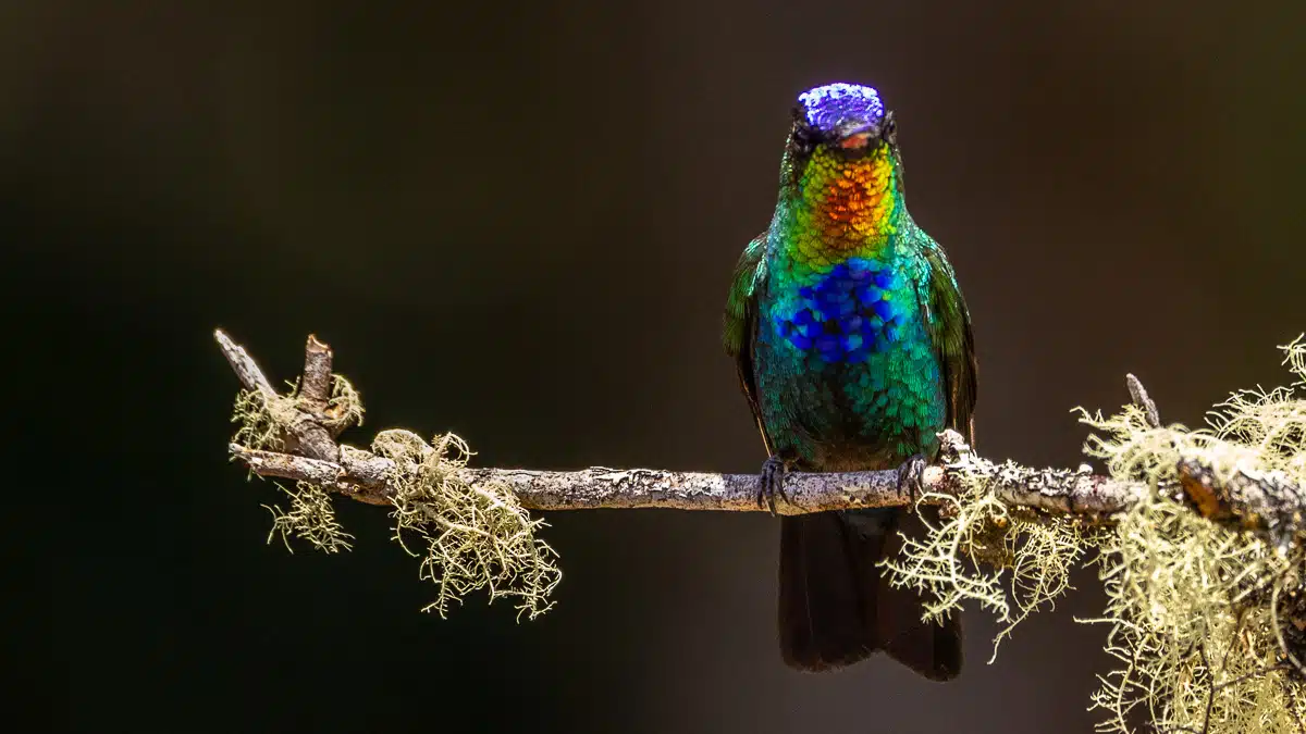 Fiery-throated hummingbird perched on a lichen-covered branch in the Talamanca Highlands.