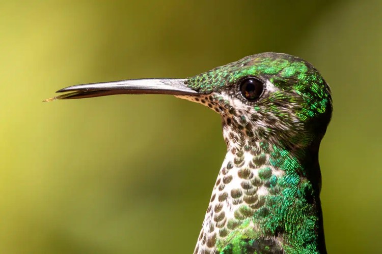 Osprey diving, wings spread, hunting in the Highlands in May.