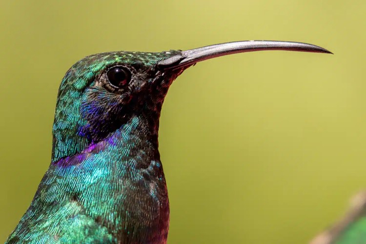 Osprey diving, wings spread, hunting in the Highlands in May.