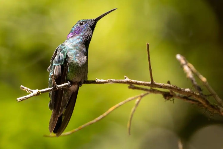 Osprey diving, wings spread, hunting in the Highlands in May.