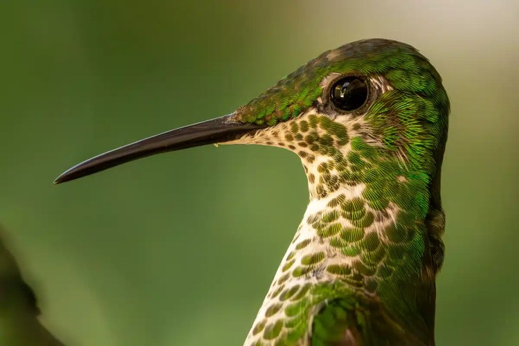 Osprey diving, wings spread, hunting in the Highlands in May.