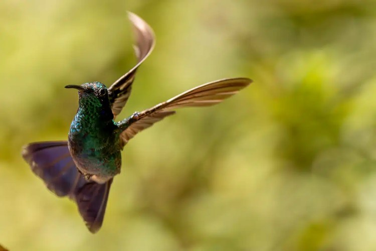 Osprey diving, wings spread, hunting in the Highlands in May.