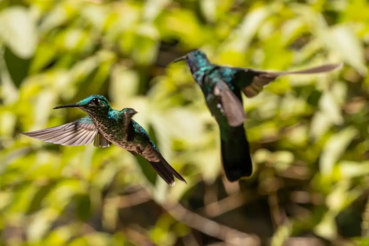 Osprey diving, wings spread, hunting in the Highlands in May.