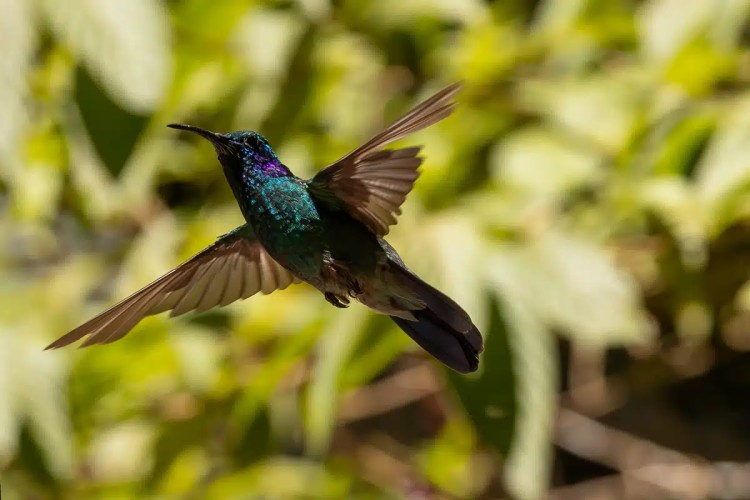 Osprey diving, wings spread, hunting in the Highlands in May.