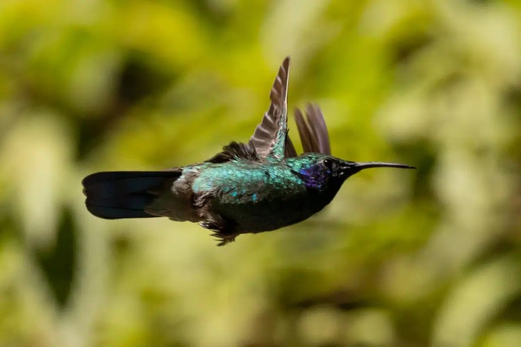European pied flycatcher perched on a lichen-covered branch during Highland birding in May.