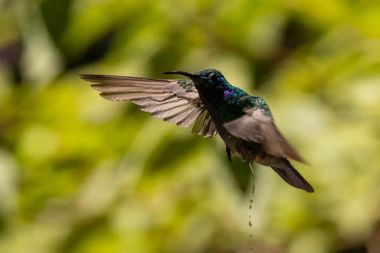European pied flycatcher perched on a lichen-covered branch during Highland birding in May.
