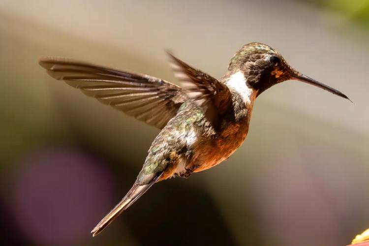 European pied flycatcher perched on a lichen-covered branch during Highland birding in May.