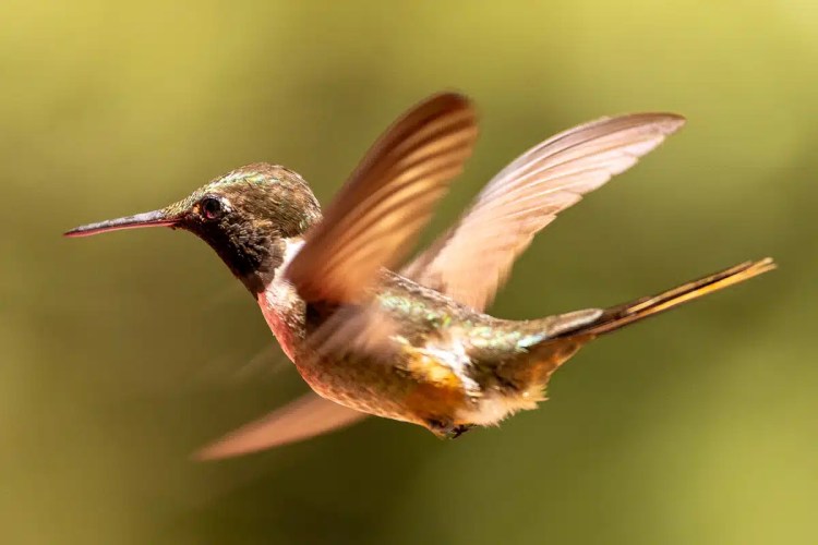 European pied flycatcher perched on a lichen-covered branch during Highland birding in May.
