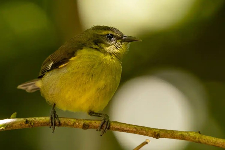 European pied flycatcher perched on a lichen-covered branch during Highland birding in May.