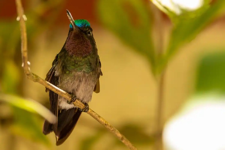 European pied flycatcher perched on a lichen-covered branch during Highland birding in May.
