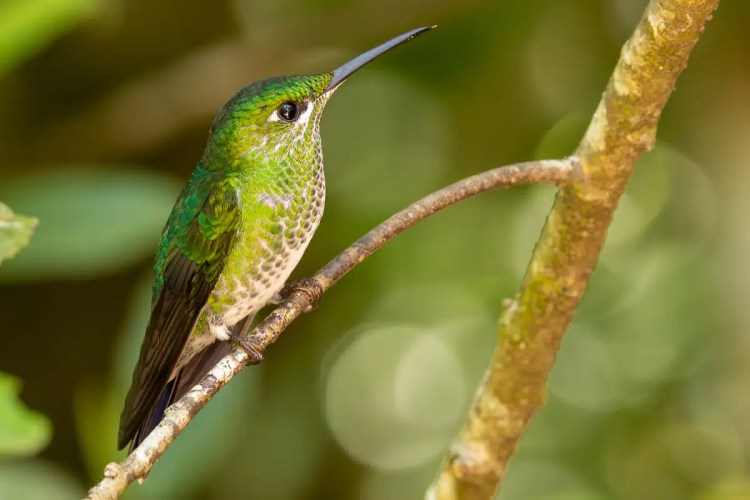 Red Grouse standing by a wet road in the Scottish Highlands. Highland birding.