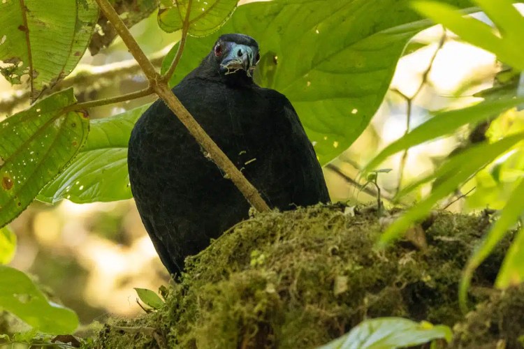 Red Grouse standing by a wet road in the Scottish Highlands. Highland birding.