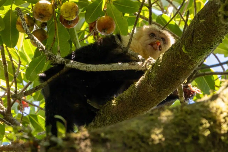 Red Grouse standing by a wet road in the Scottish Highlands. Highland birding.