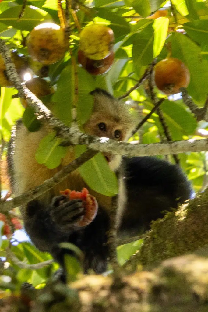 Red Grouse standing by a wet road in the Scottish Highlands. Highland birding.