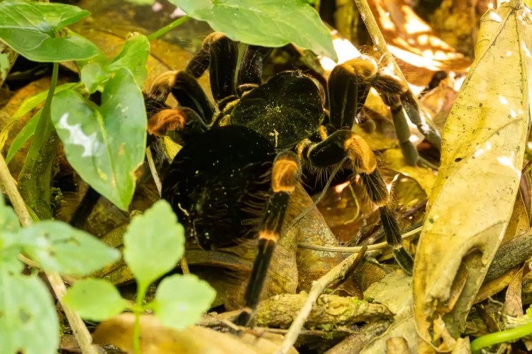 Red Grouse standing by a wet road in the Scottish Highlands. Highland birding.