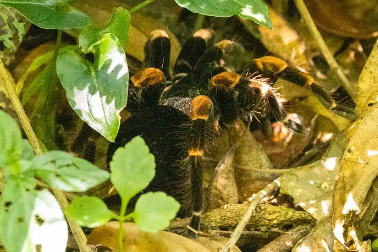Red Grouse standing by a wet road in the Scottish Highlands. Highland birding.